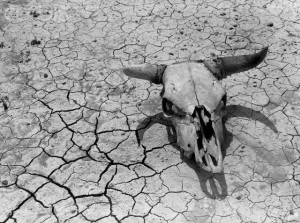 Cattle Skull on the Parched Earth